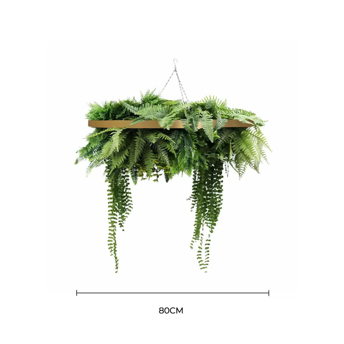 Hanging green fern plant with dimensions on a white background