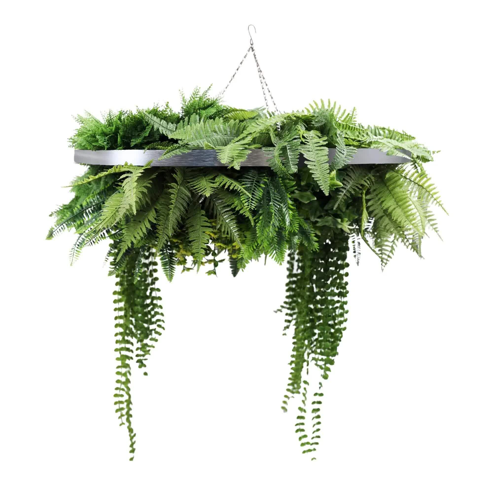 Hanging fern plant on a white background