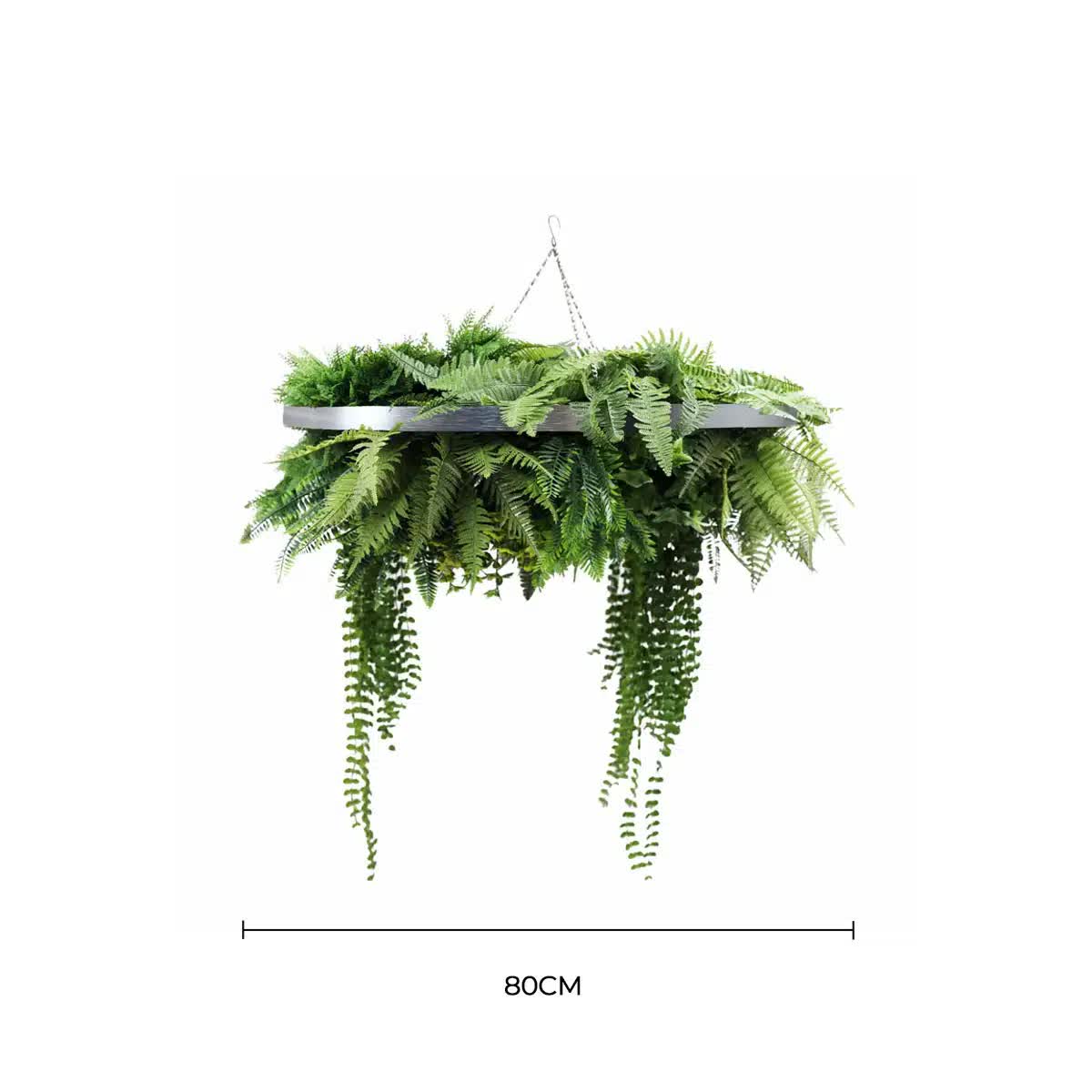 Hanging green fern plant with a white background
