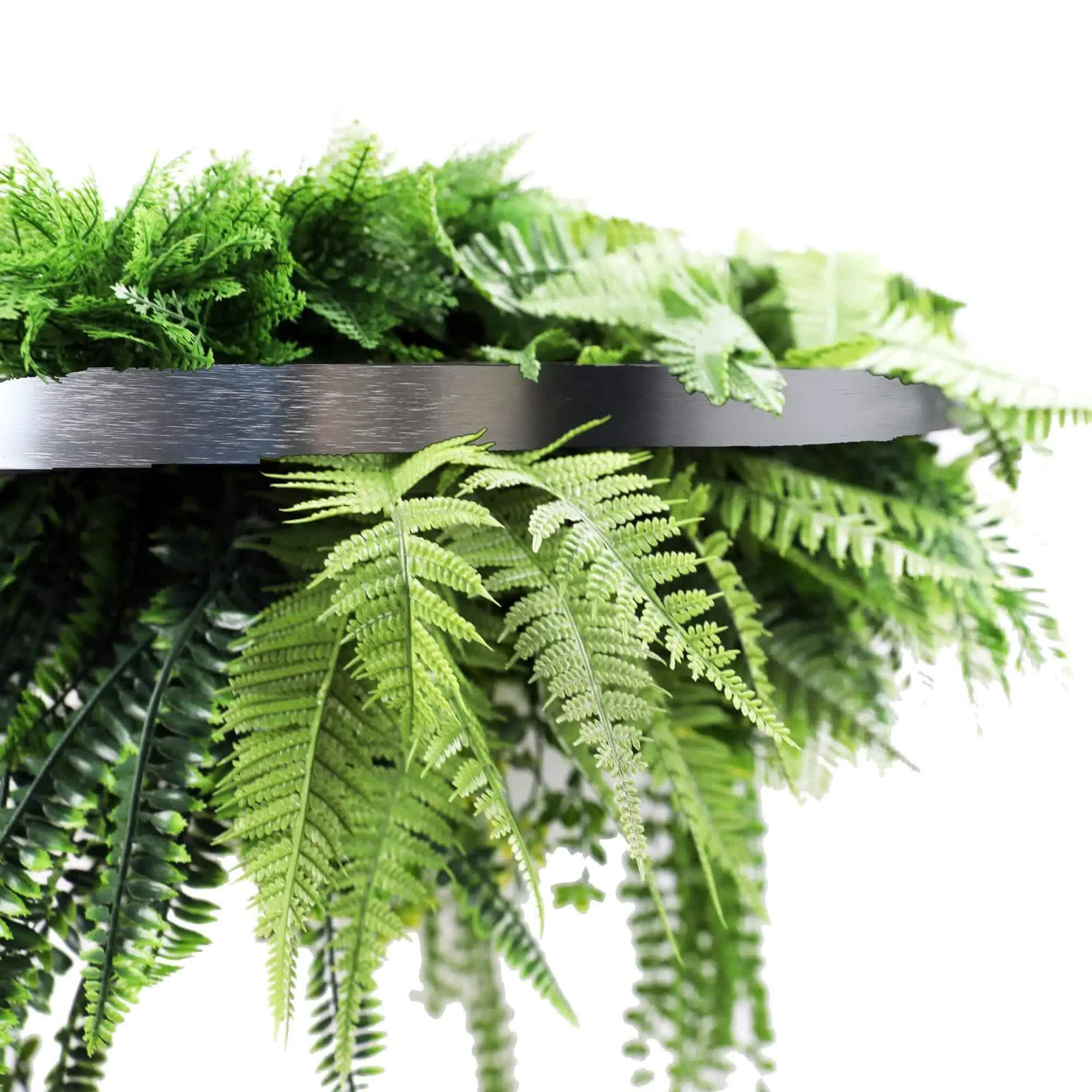 Fern plant with a black metal shelf on a white background