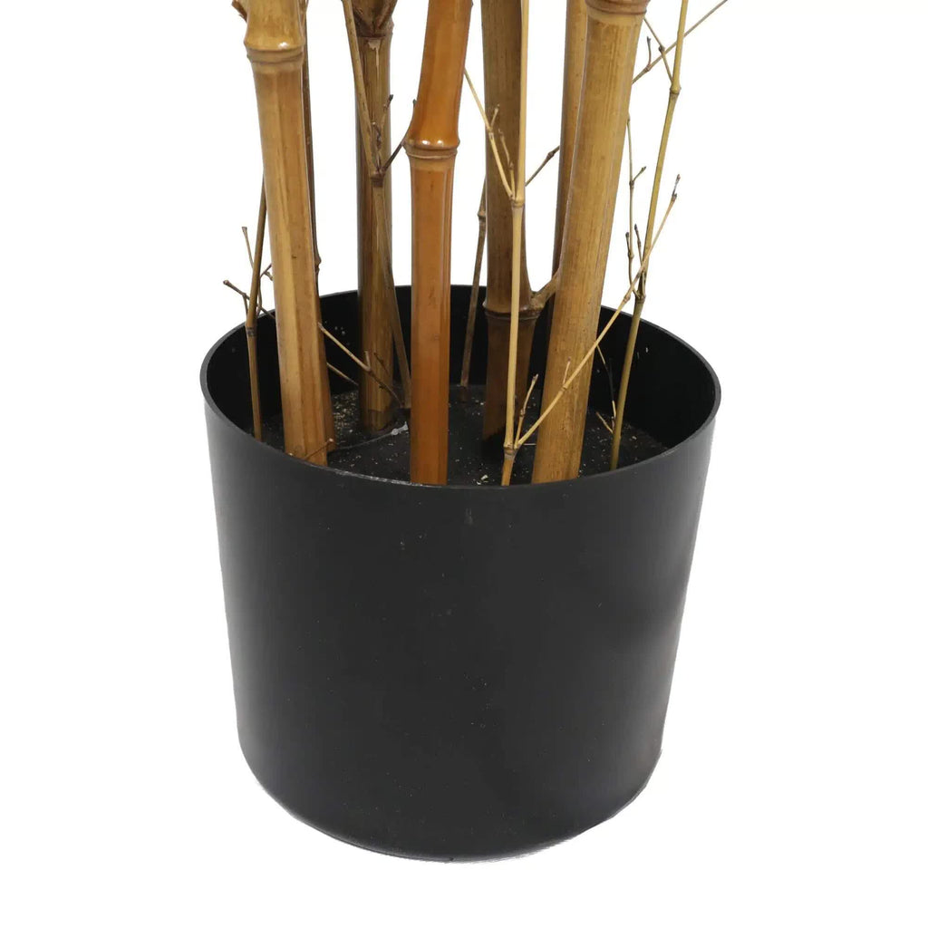 Potted plant with bamboo-like stems in a black pot on a white background