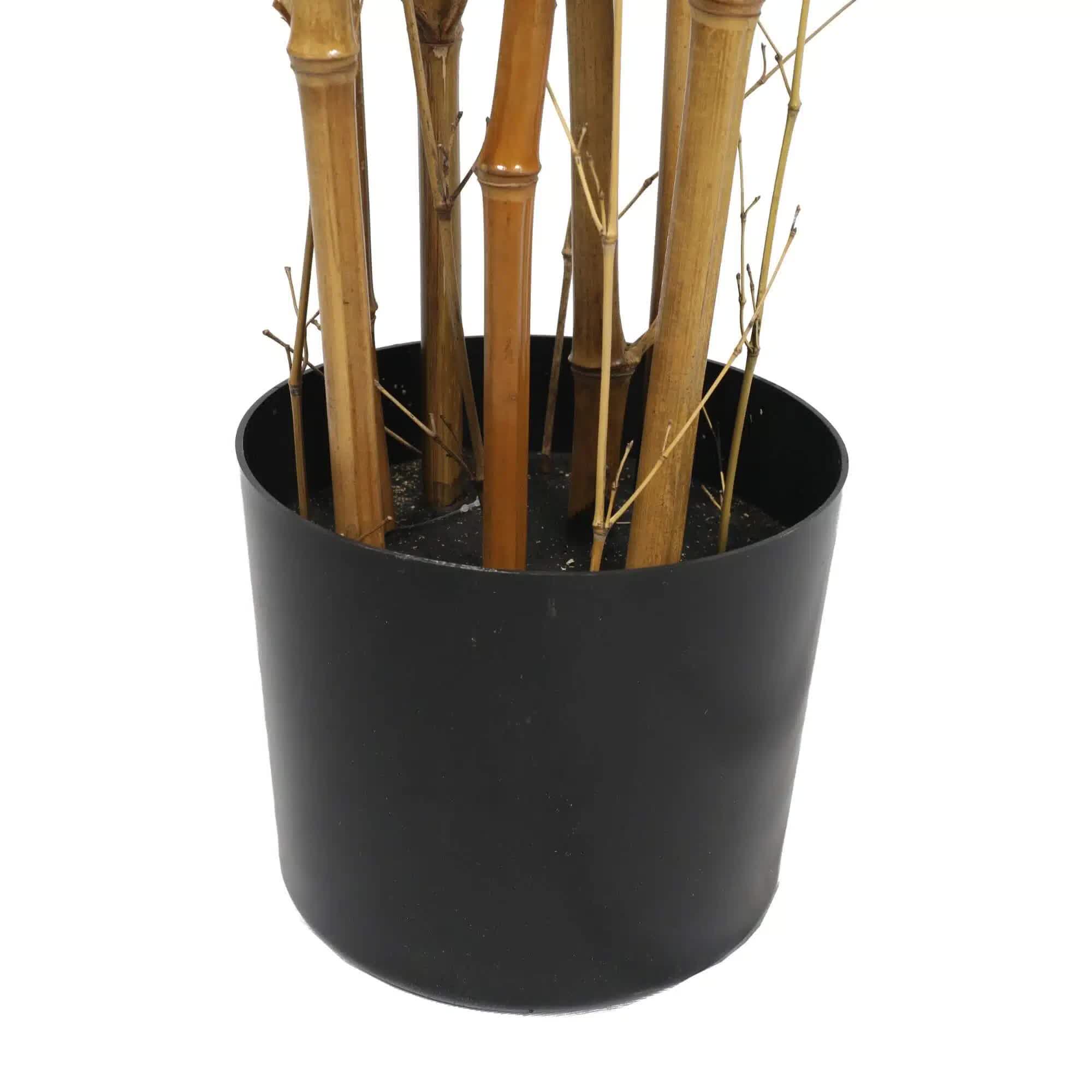 Potted plant with bamboo-like stems in a black pot on a white background