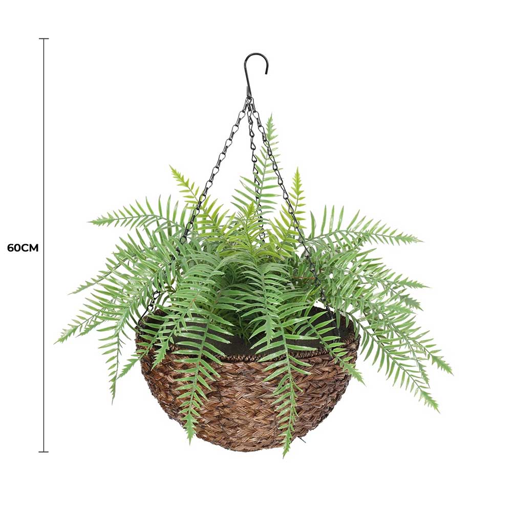 Hanging fern plant in a woven basket with a 60cm measurement label on a white background