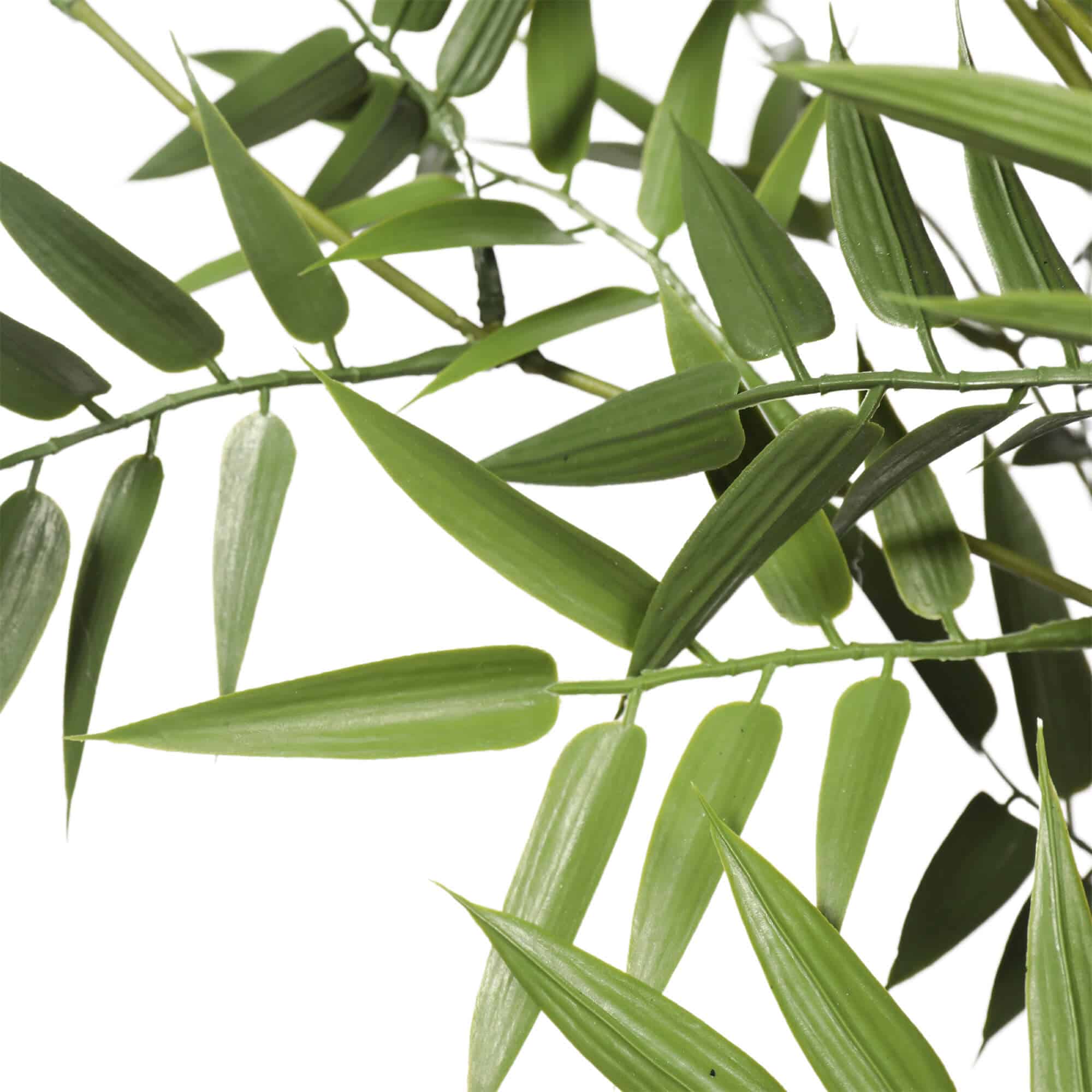 Close-up of green leaves on a white background