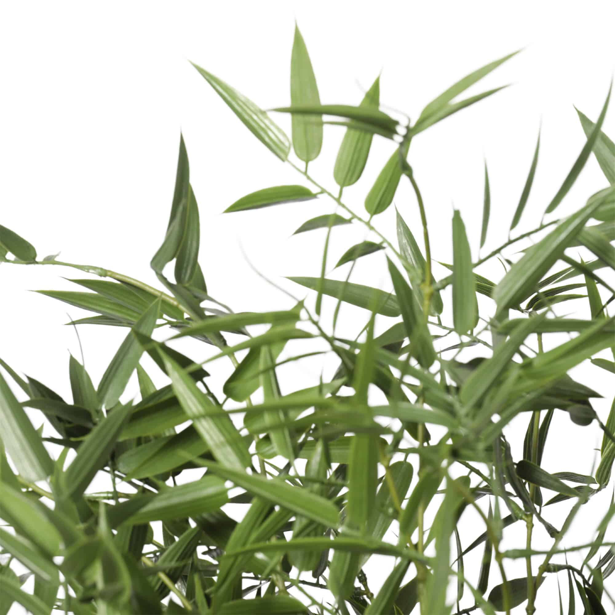 Close-up of green leaves on a white background
