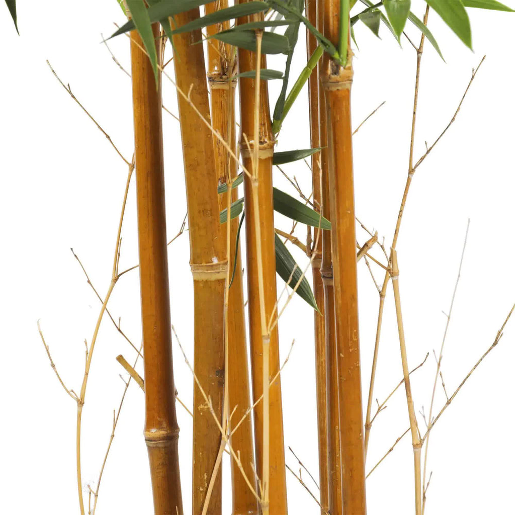 Bamboo stalks with green leaves on a white background