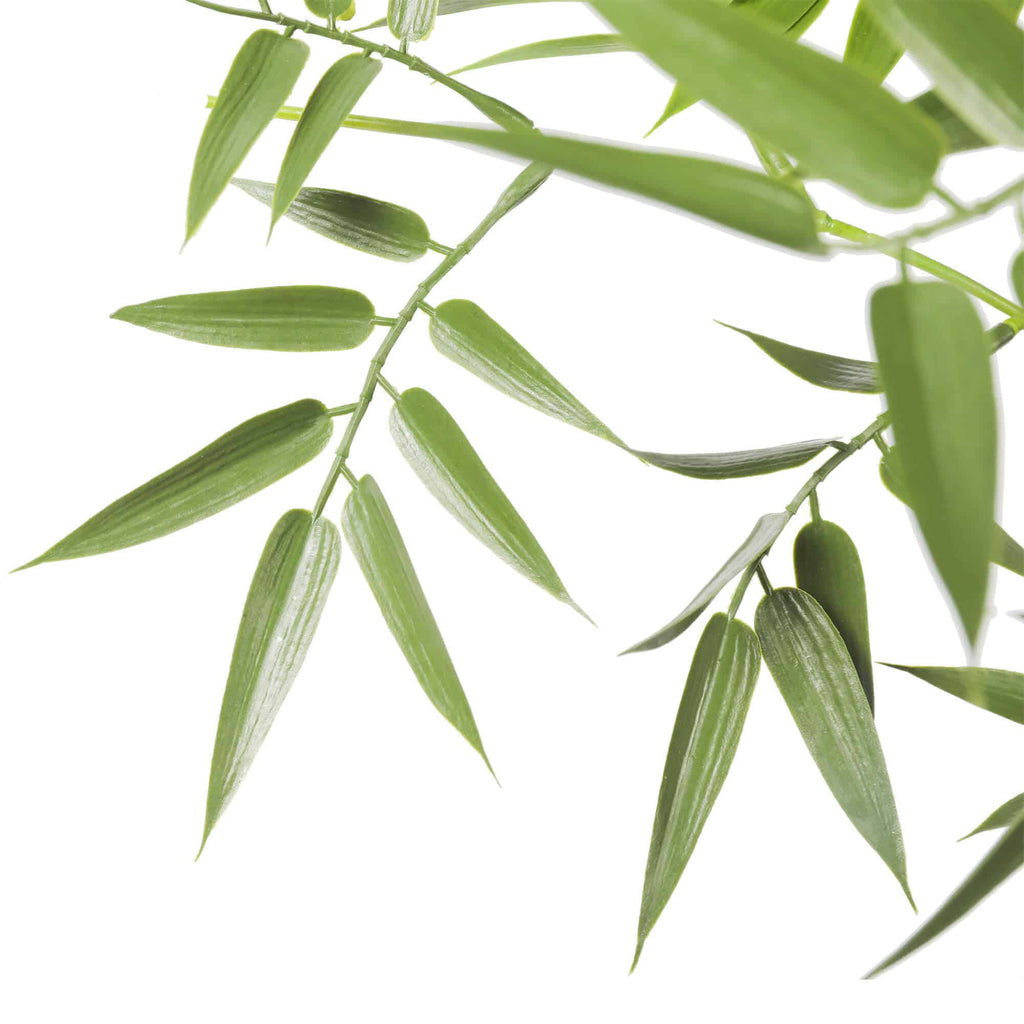 Close-up of green leaves on a white background