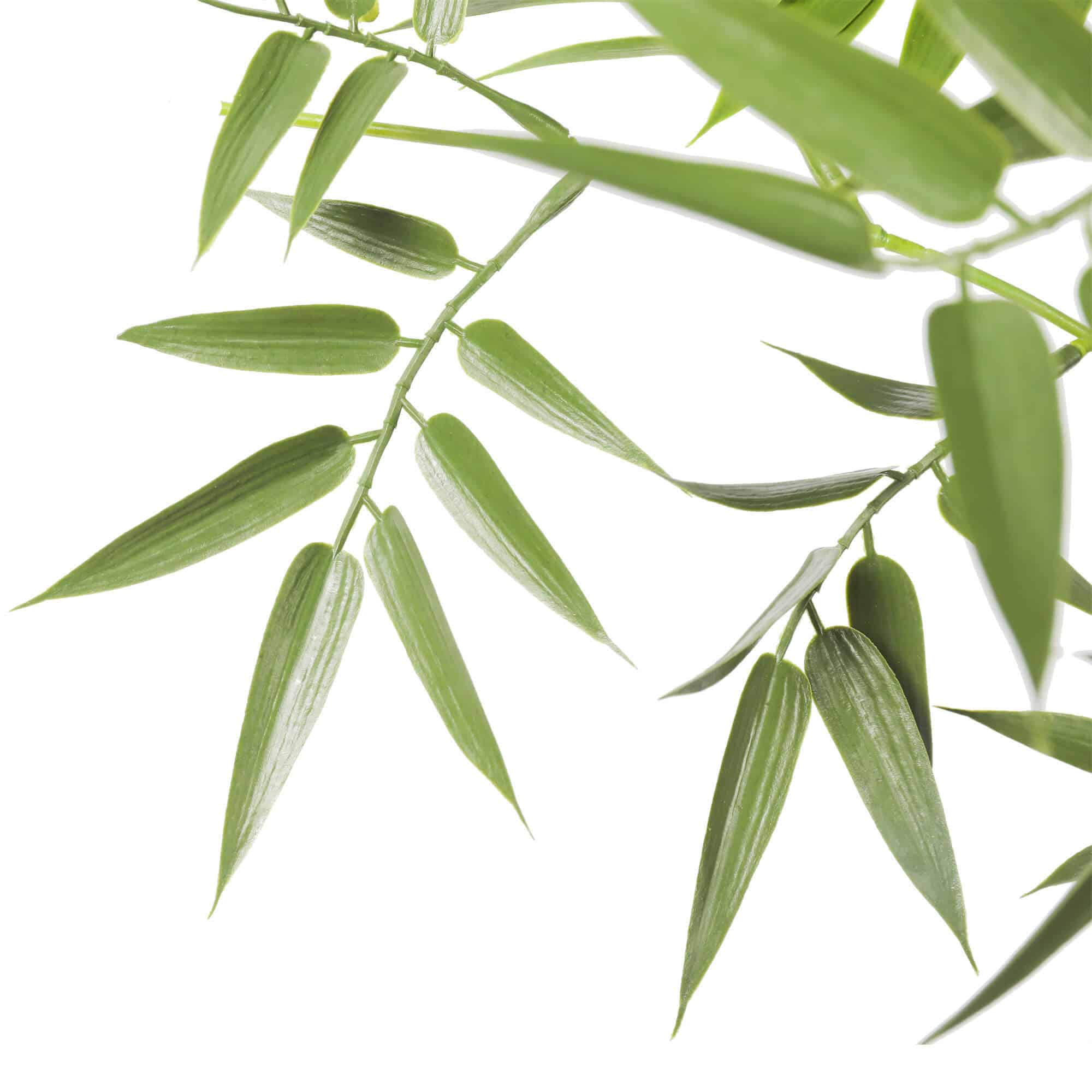 Close-up of green leaves on a white background