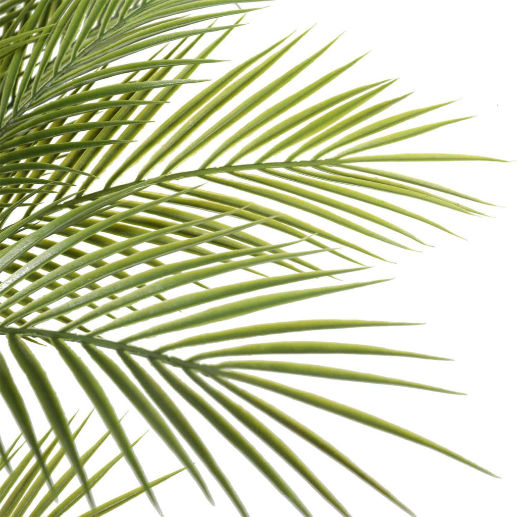 Close-up of green palm leaves on a white background