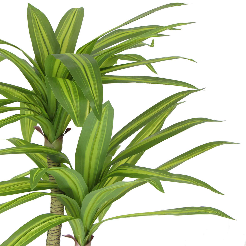 Green and yellow striped house plant on a white background