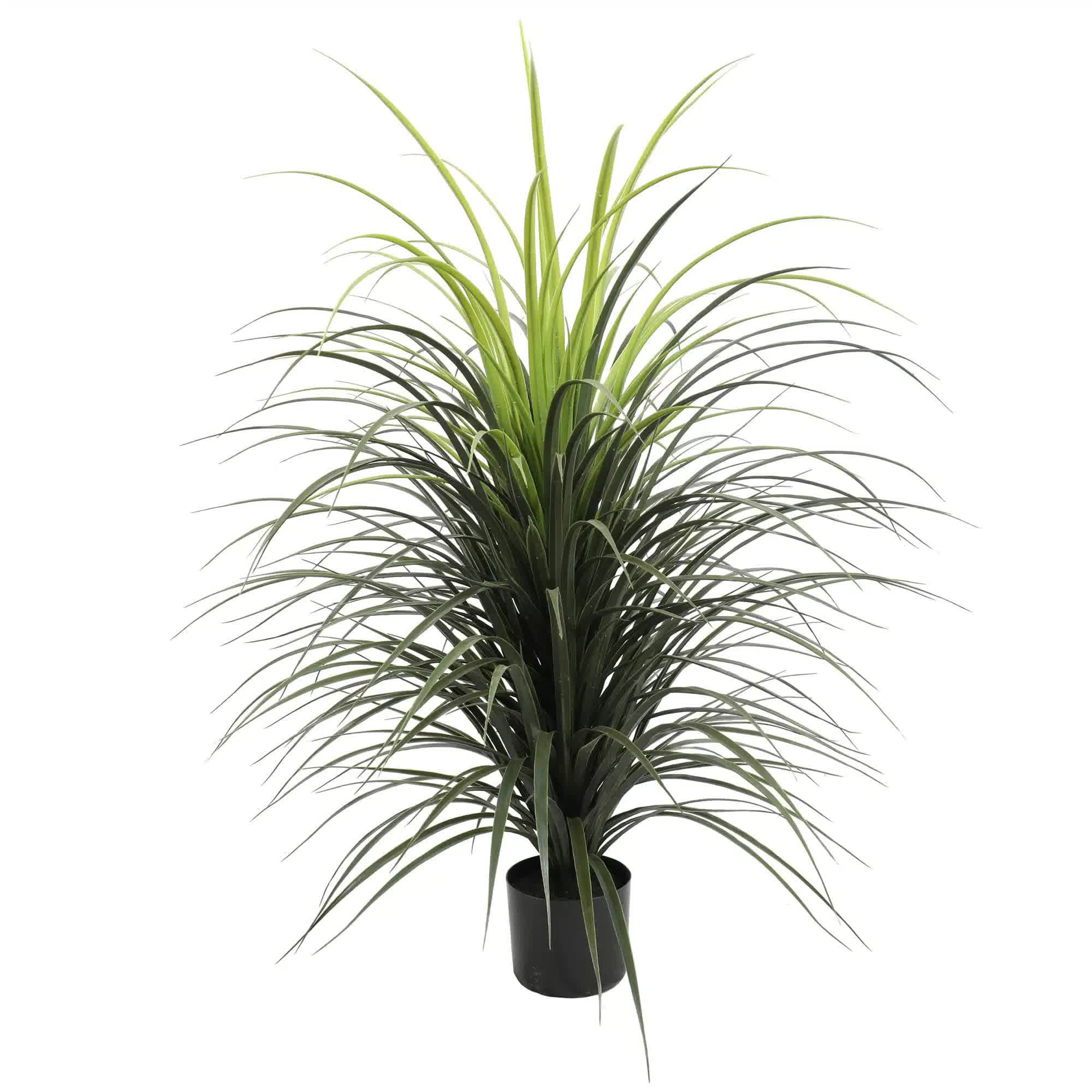 Potted plant with long green leaves on a white background