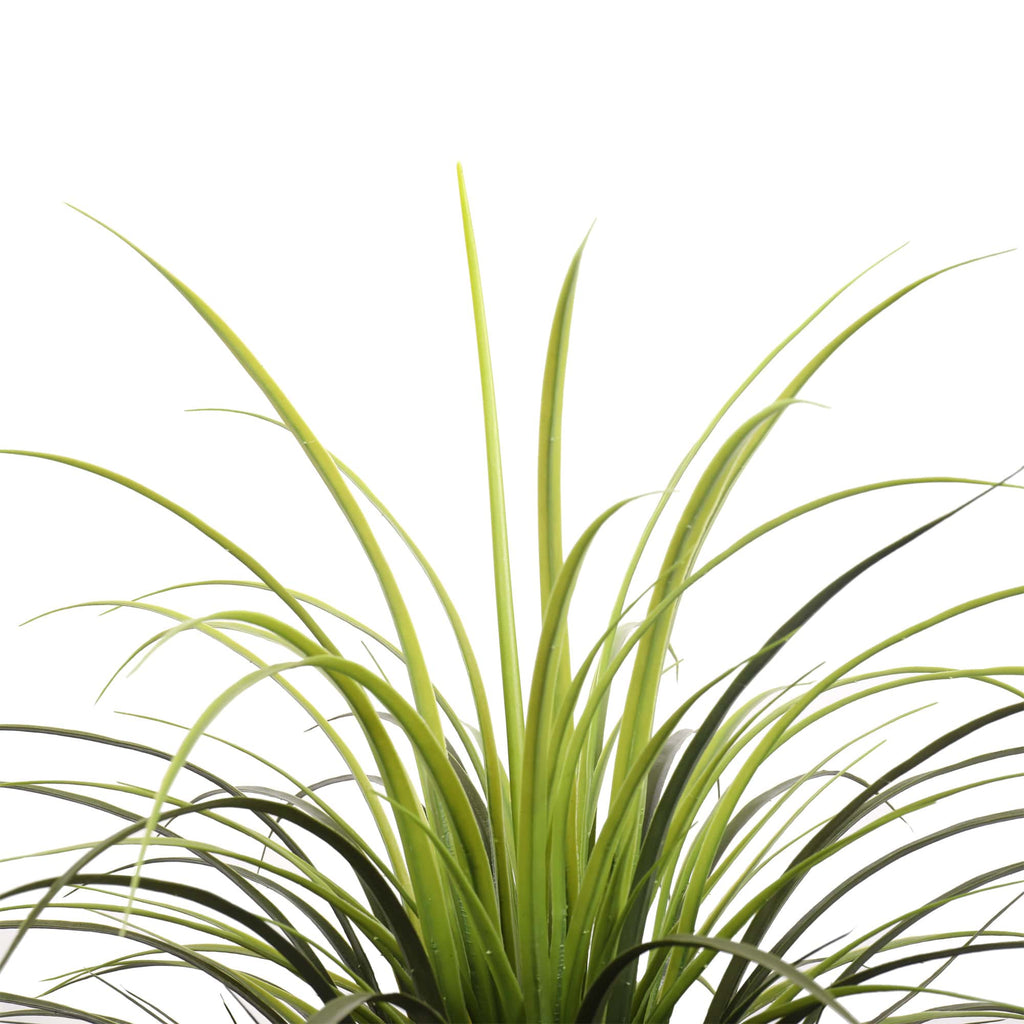 Close-up of a green plant with long leaves on a white background