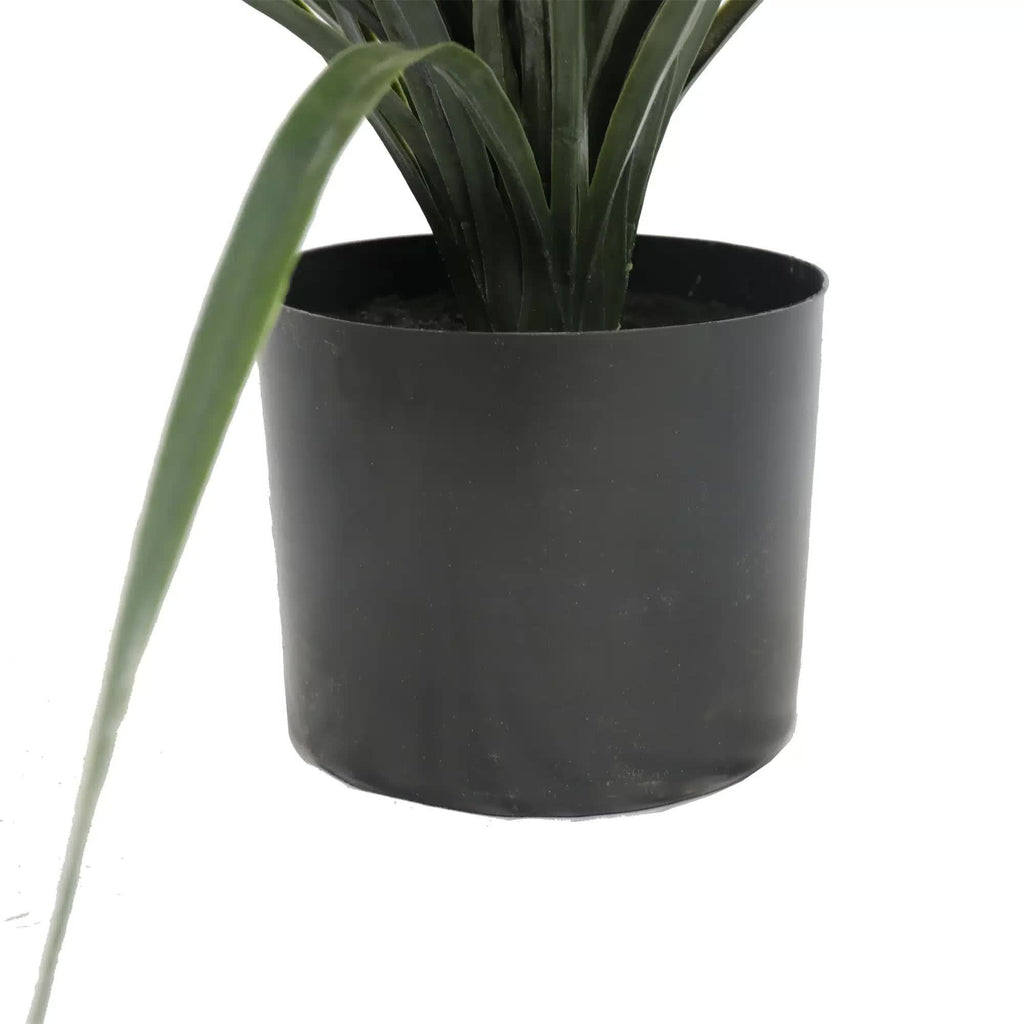 Black pot with a plant on a white background