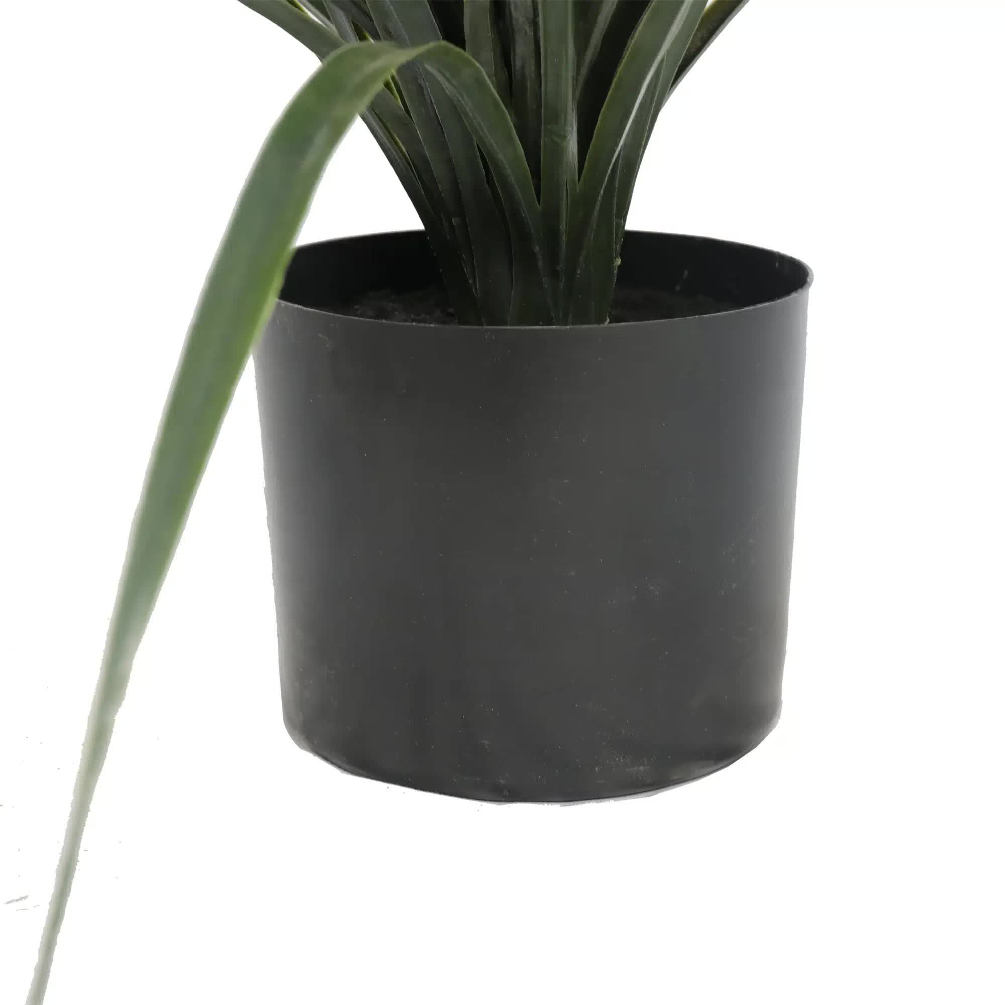 Black pot with a plant on a white background