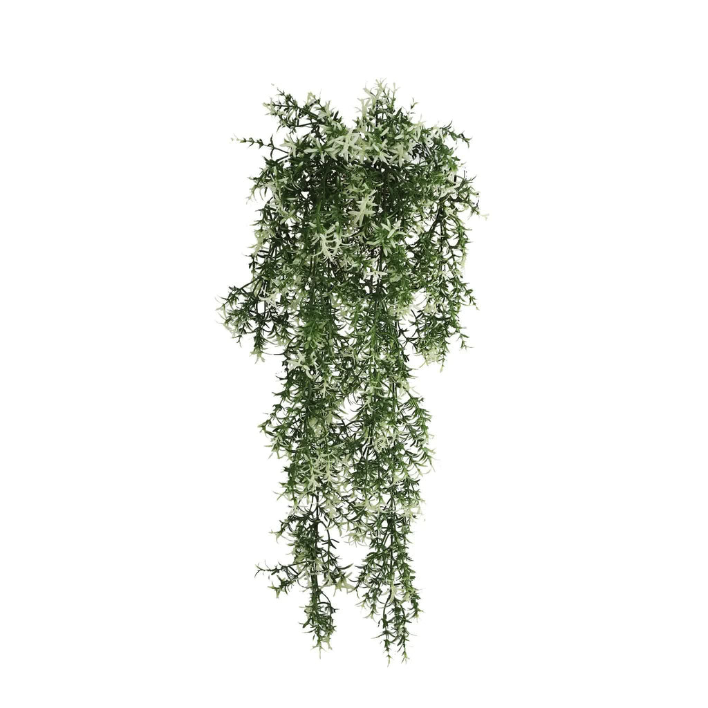 Hanging green plant on a white background
