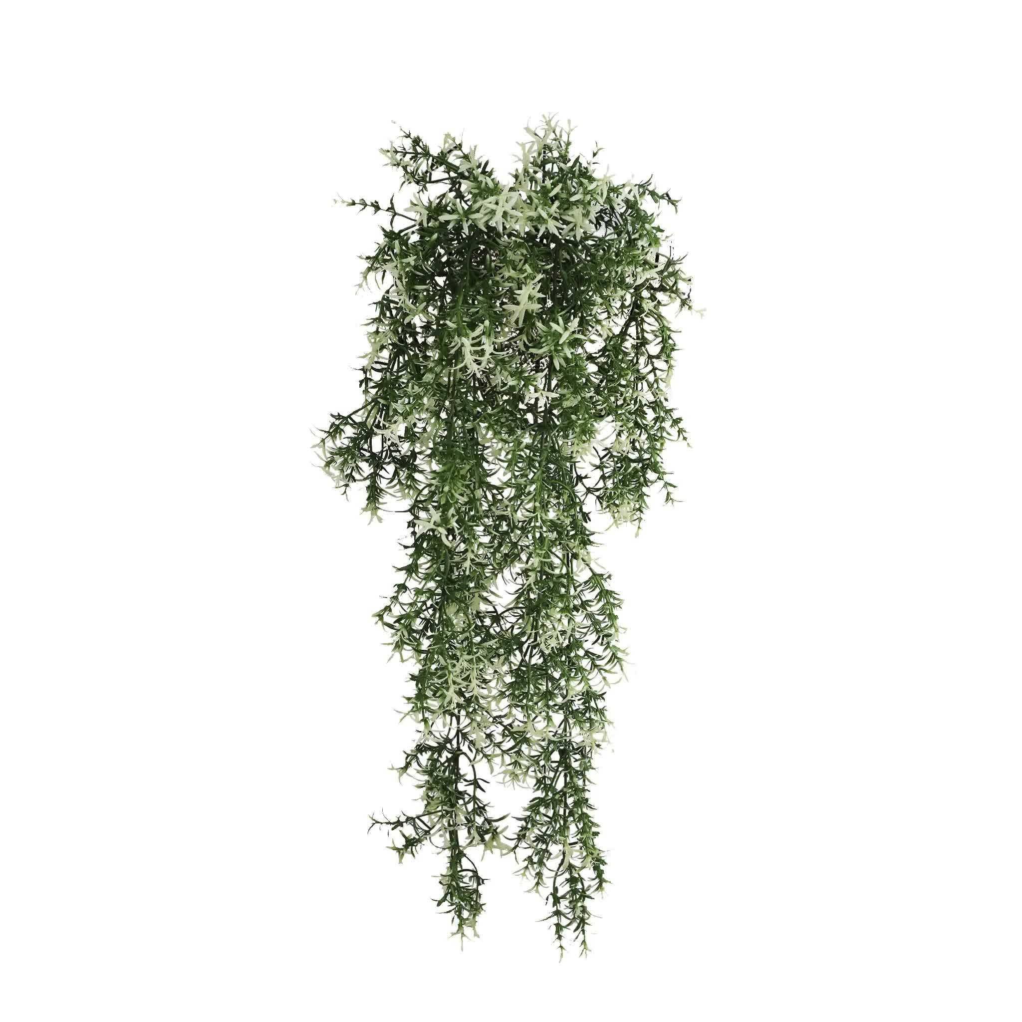 Hanging green plant on a white background