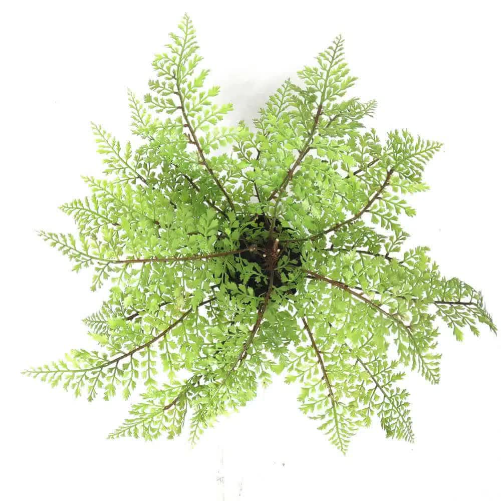 Small potted fern plant by Faux Flora, 35cm tall, artificial greenery in a stylish pot for home and garden decor.