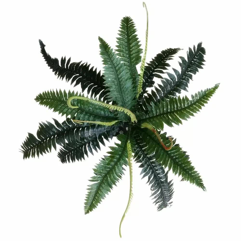 Boston Fern (UV Resistant) 60cm
