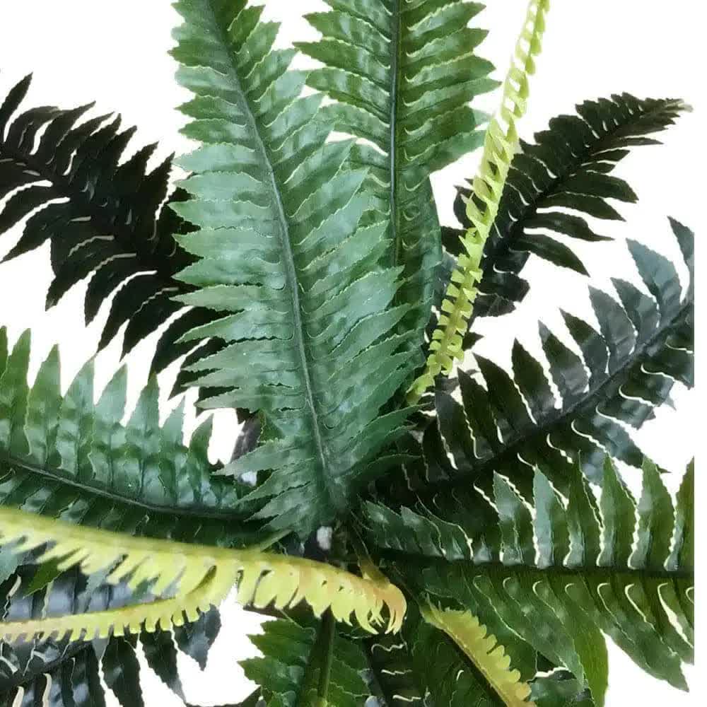 Boston Fern (UV Resistant) 60cm