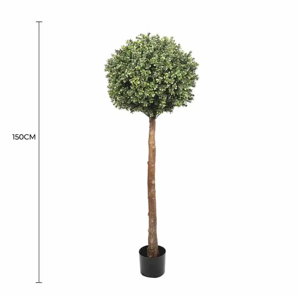 Potted tree with dimensions indicated on a white background