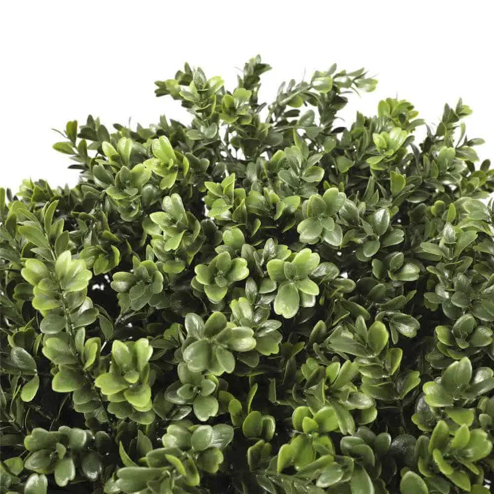 Artificial boxwood hedge with a white background