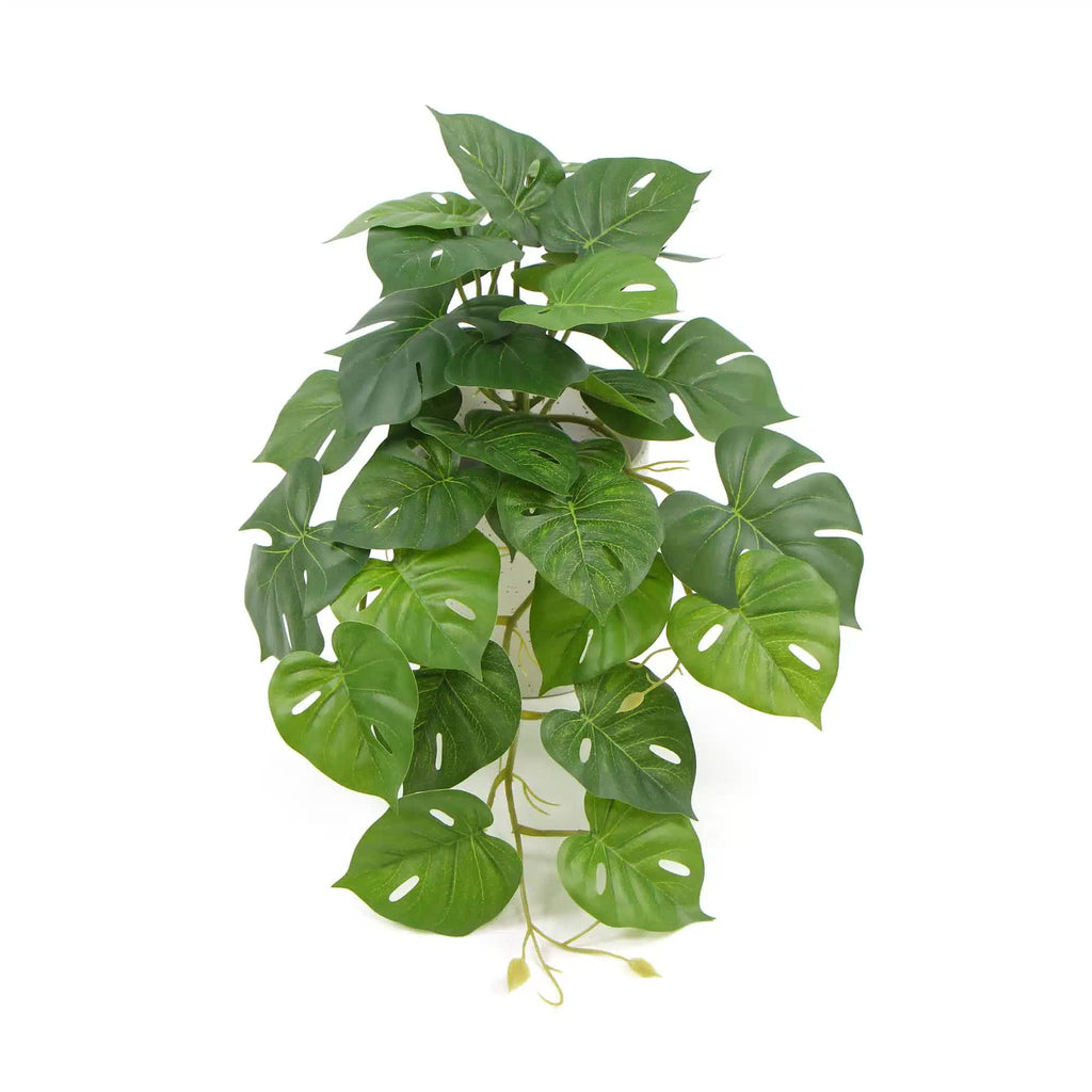 Potted Monstera Plant in Ceramic Bowl 30cm