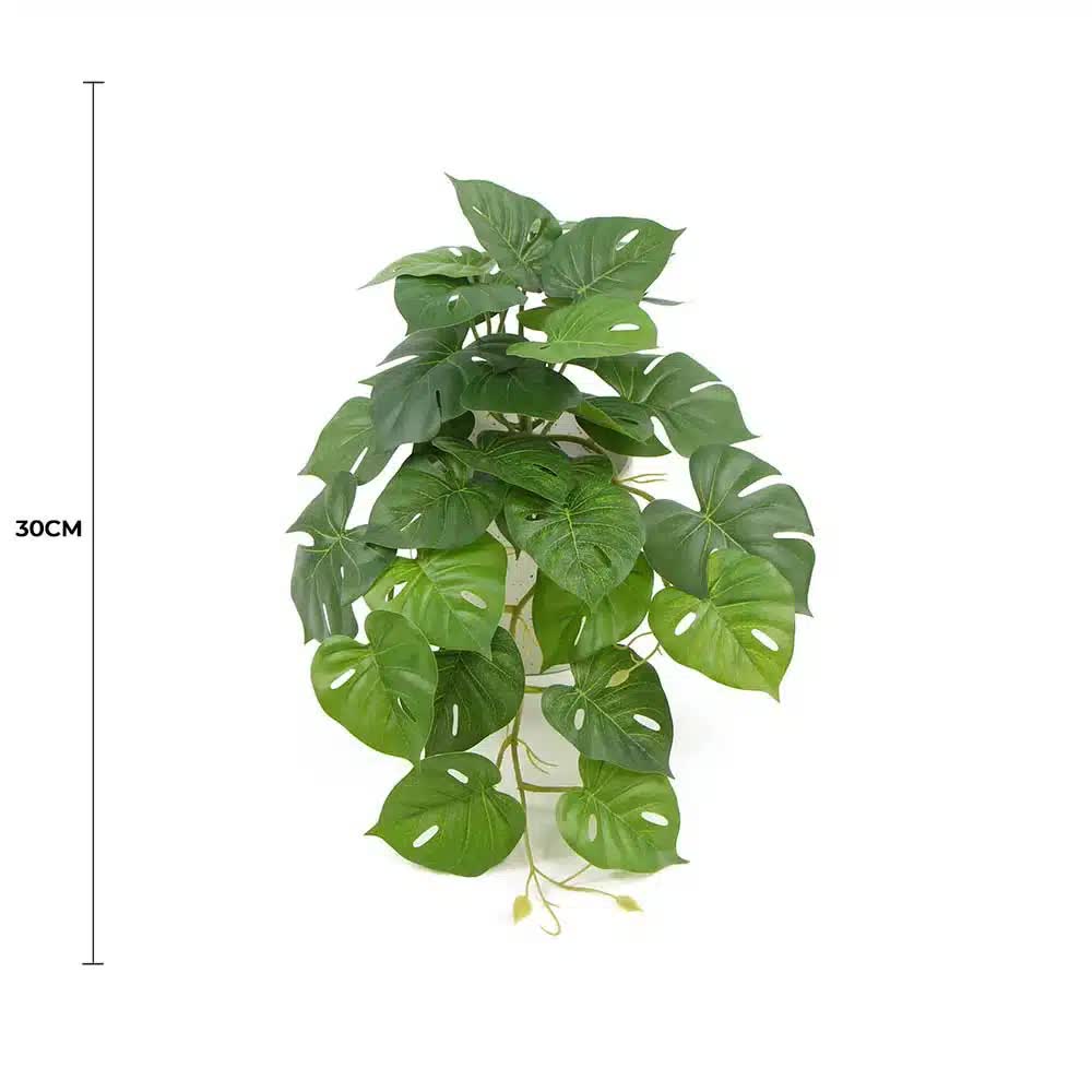 Potted Monstera Plant in Ceramic Bowl 30cm