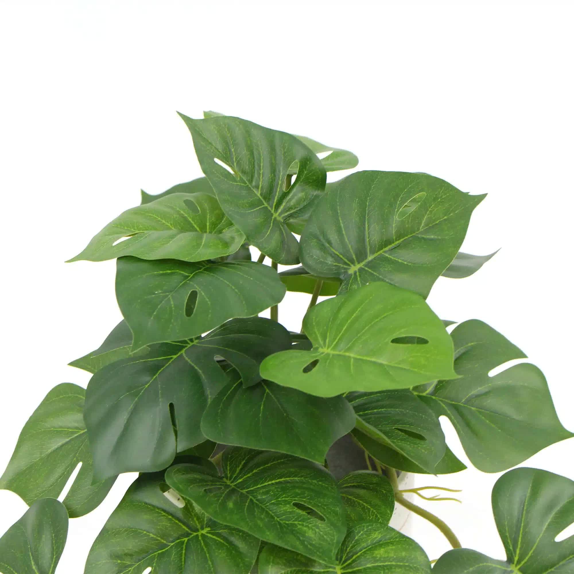 Potted Monstera Plant in Ceramic Bowl 30cm