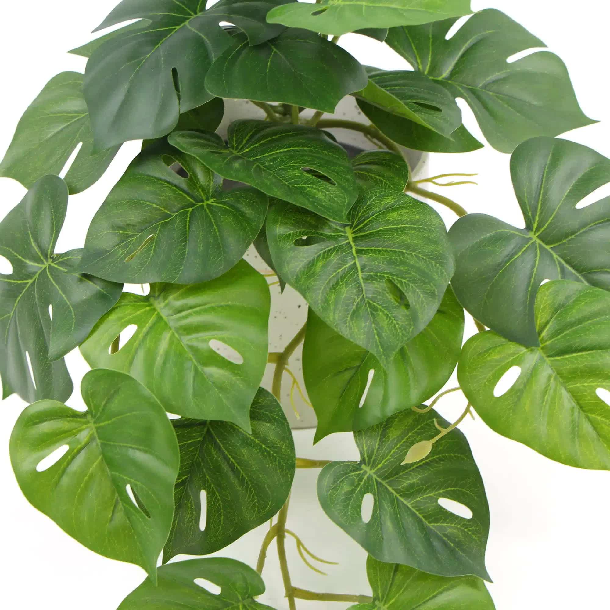 Potted Monstera Plant in Ceramic Bowl 30cm