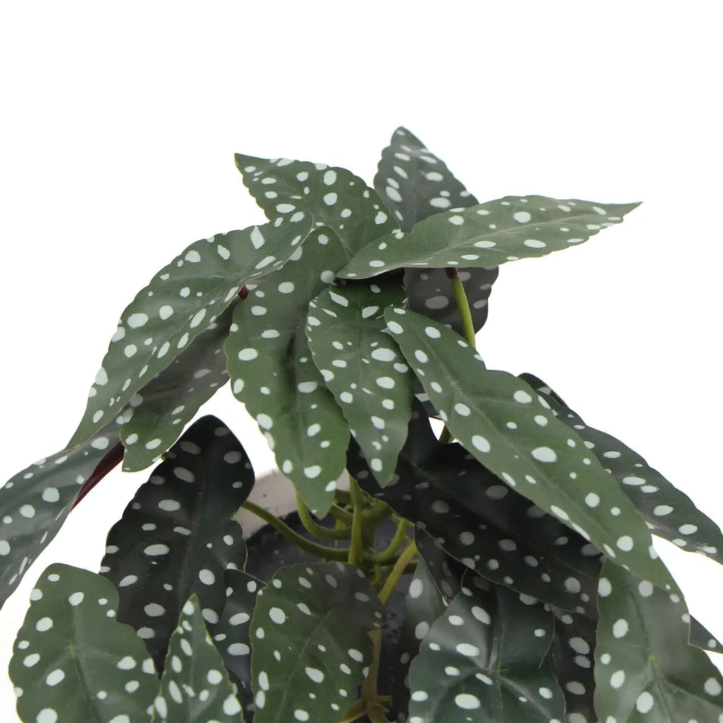 Artificial Begonia Maculata plant in decorative bowl, Faux Flora 30cm potted artificial plant for home and garden decor.