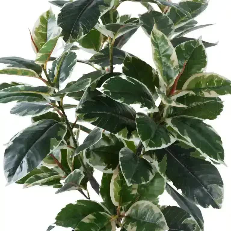 Artificial variegated ficus bushy rubber tree, 120cm tall, UV resistant faux plant for gym and fitness decor by Faux Flora.
