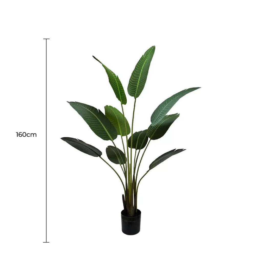 Premium Banana Palm Tree (Indoor) 160cm