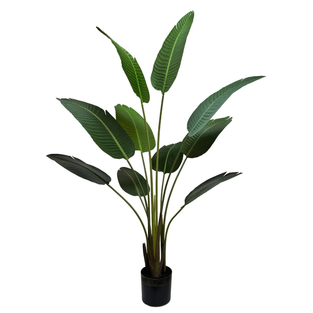 Premium Banana Palm Tree (Indoor) 160cm