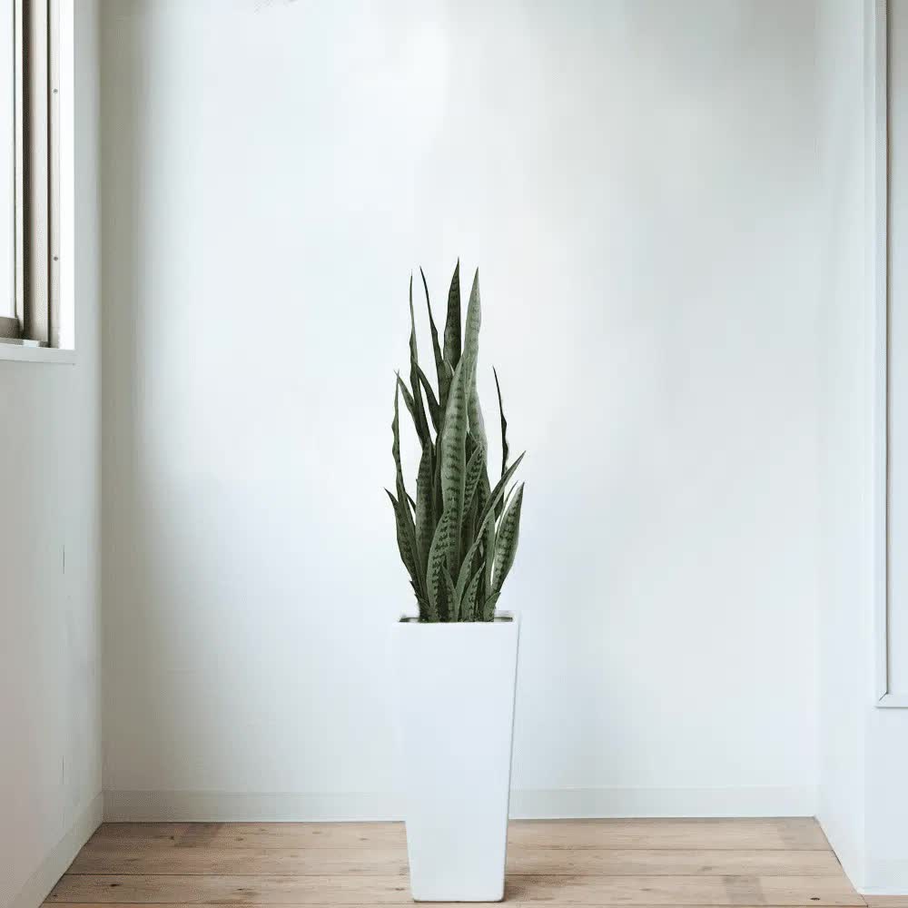 Artificial snake plant Sansevieria by Faux Flora, UV resistant 90cm tall, potted for home and garden decor.