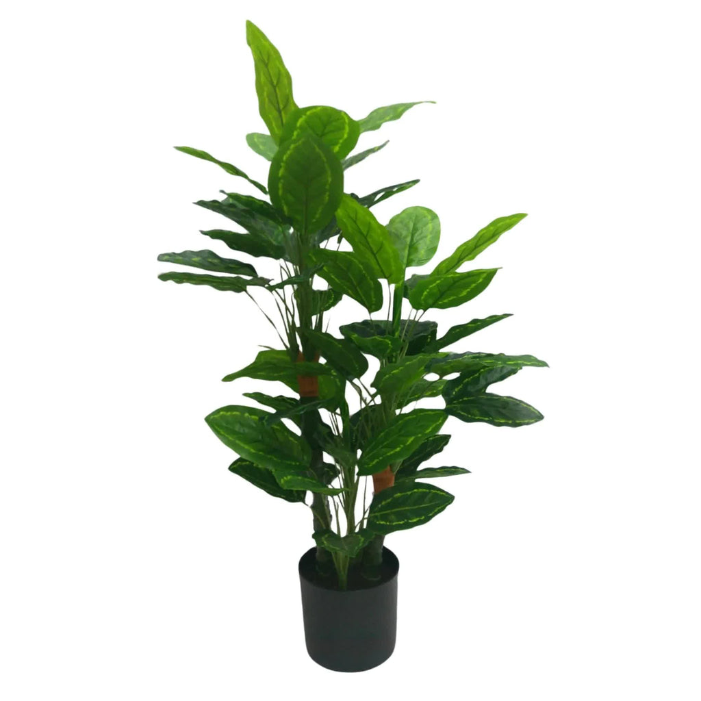 Potted plant with green leaves on a white background