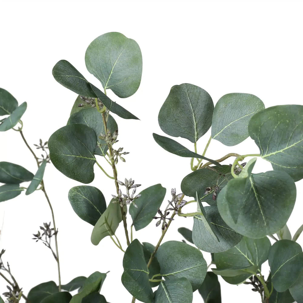 Close-up of green leaves on a white background
