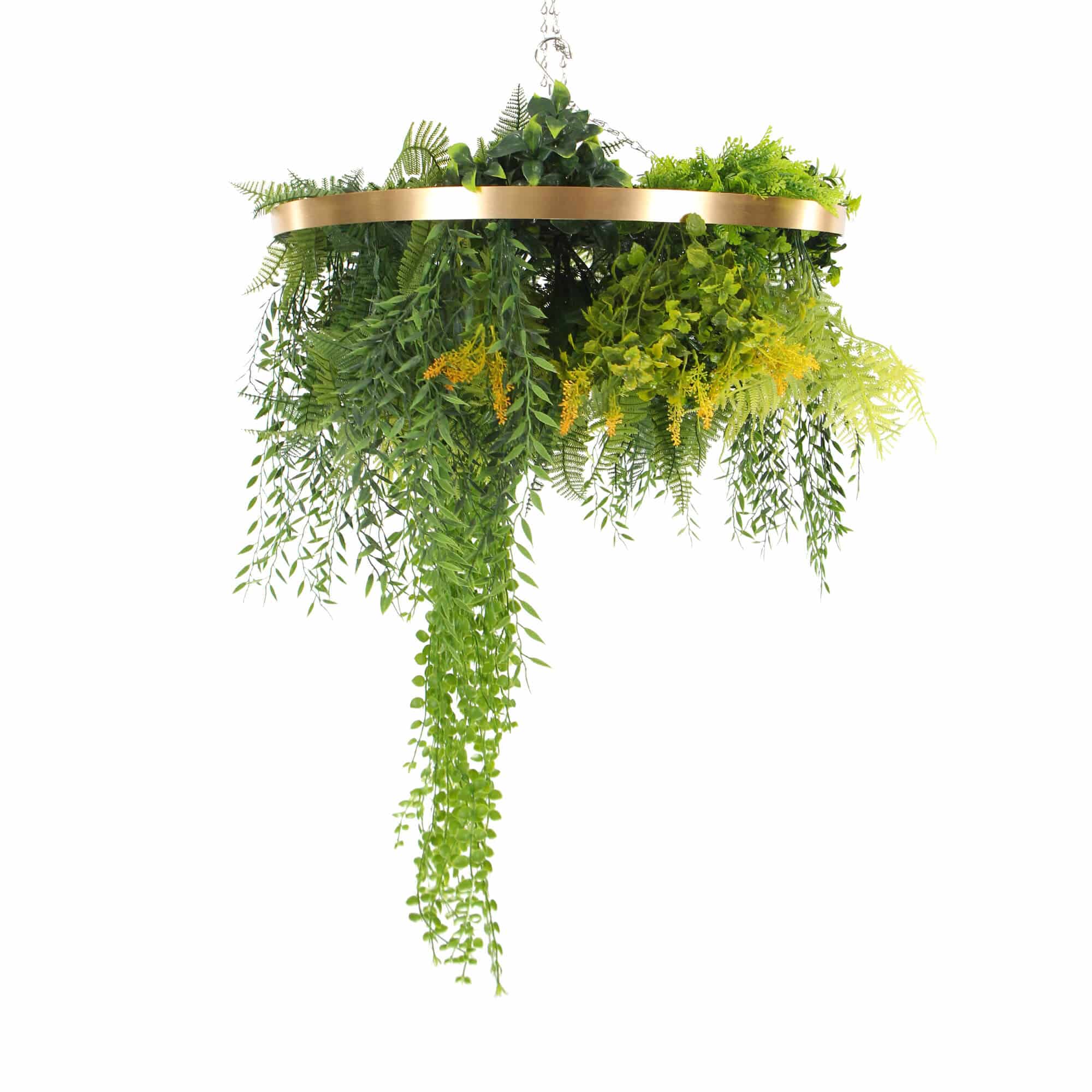Hanging plant display with green leaves and a gold circular frame on a white background