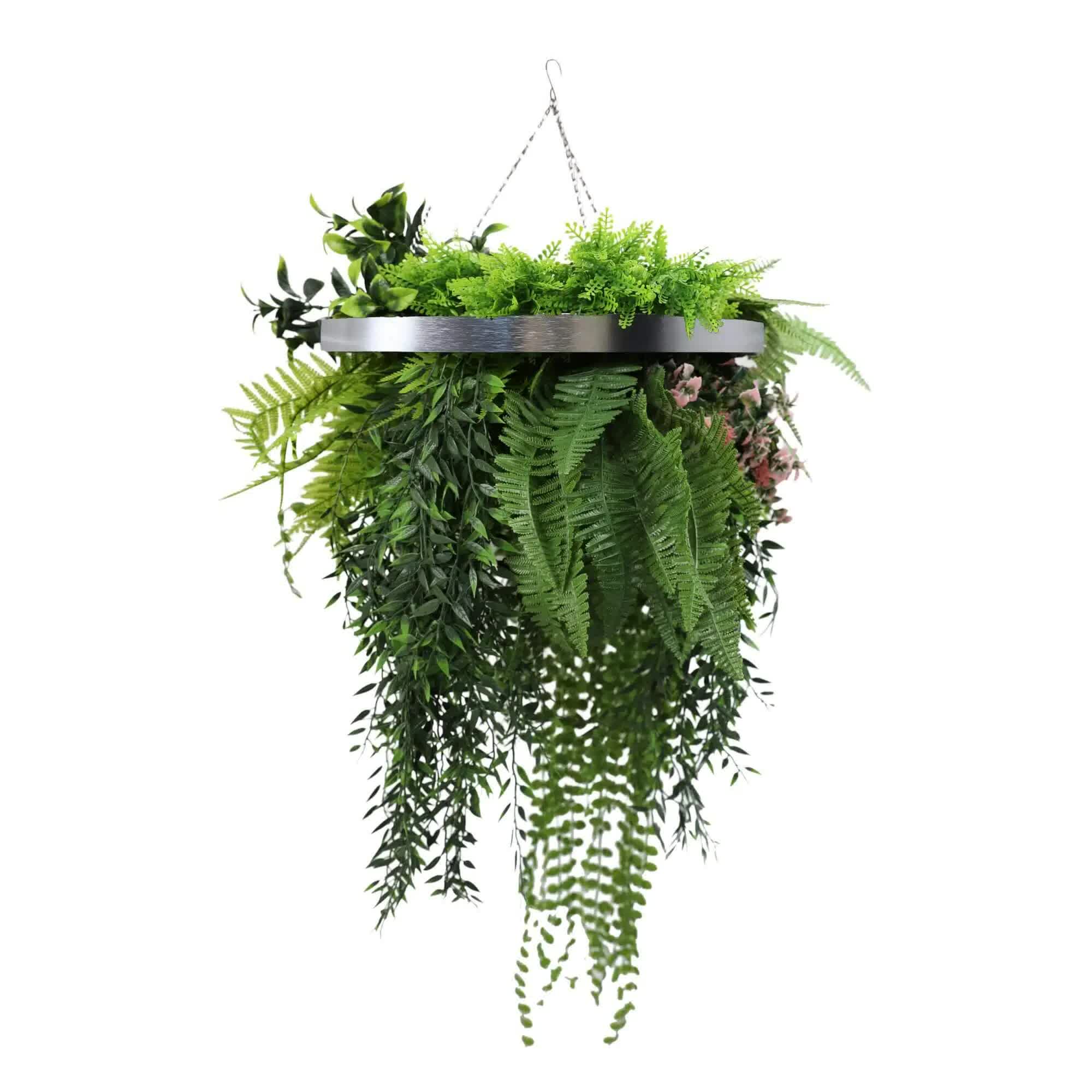 Hanging fern plant on a white background