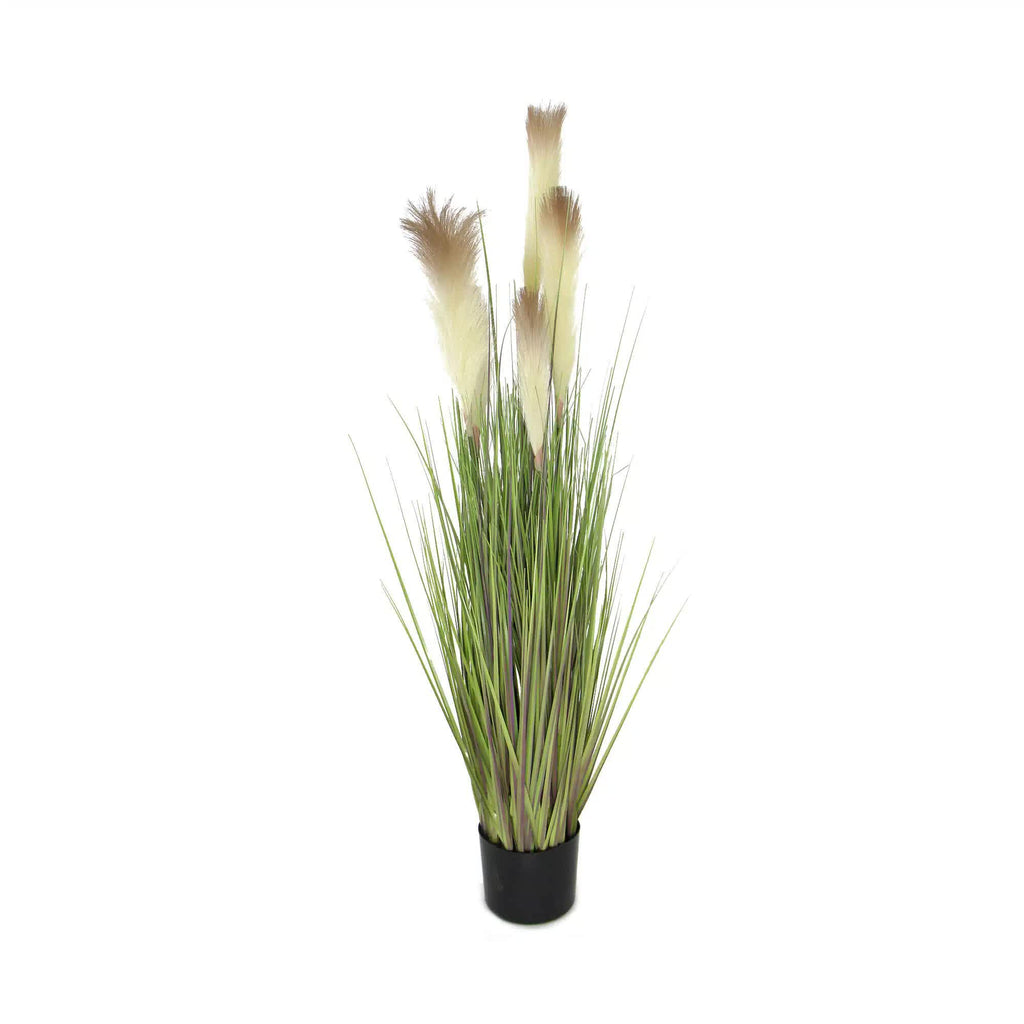 Flowering Potted Foxtail Grass Plant 110cm