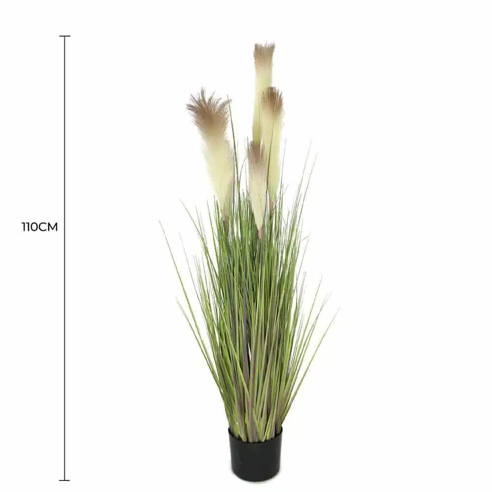 Flowering Potted Foxtail Grass Plant 110cm