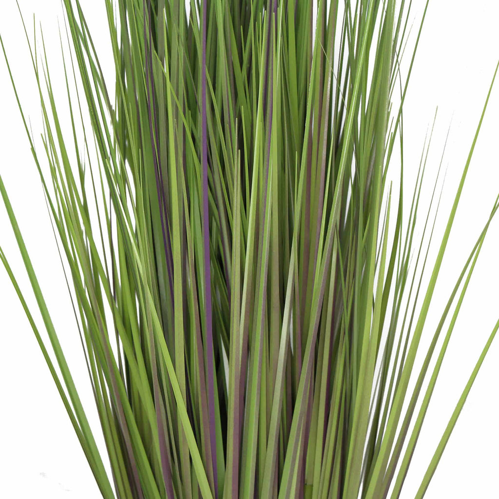 Flowering Potted Foxtail Grass Plant 110cm