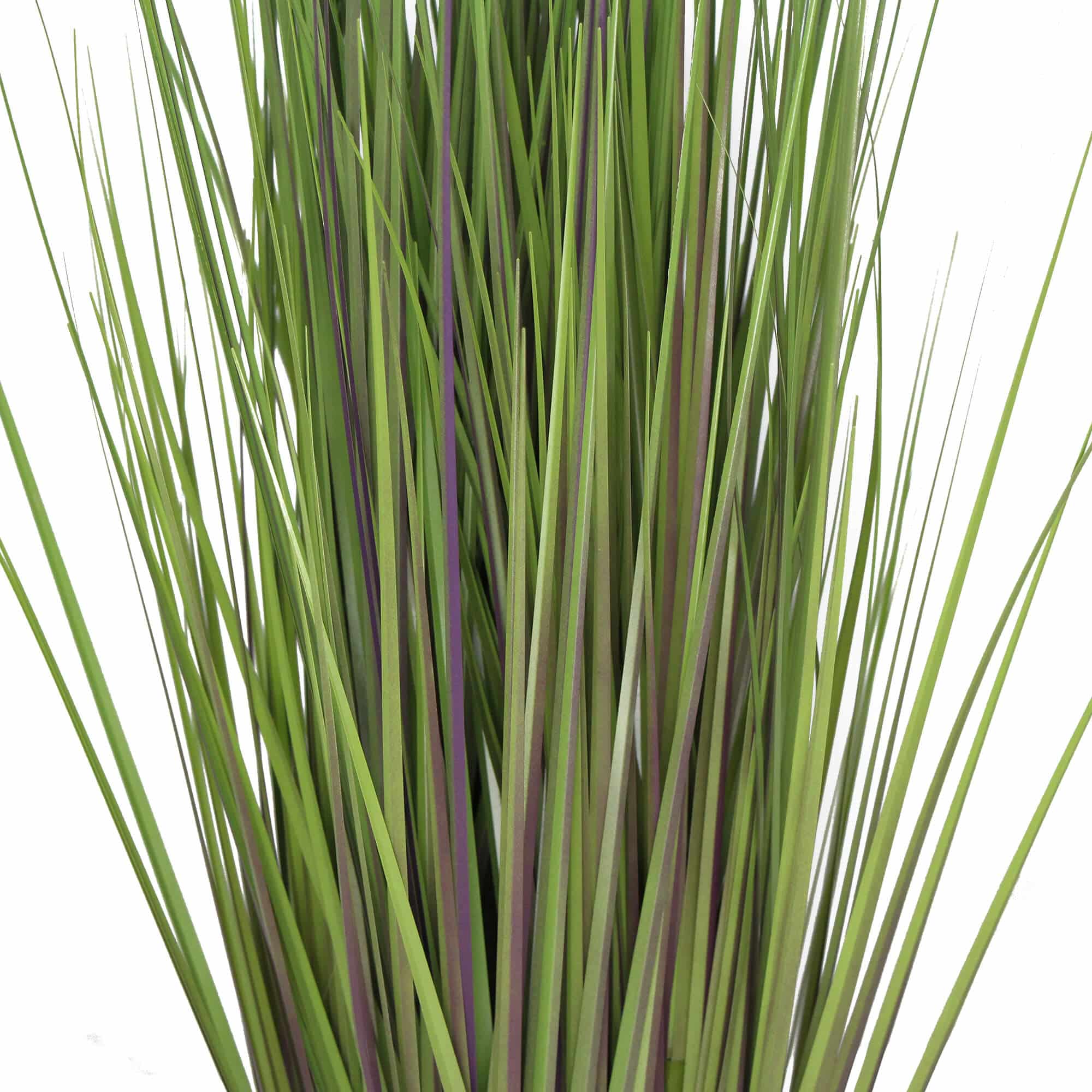Flowering Potted Foxtail Grass Plant 110cm