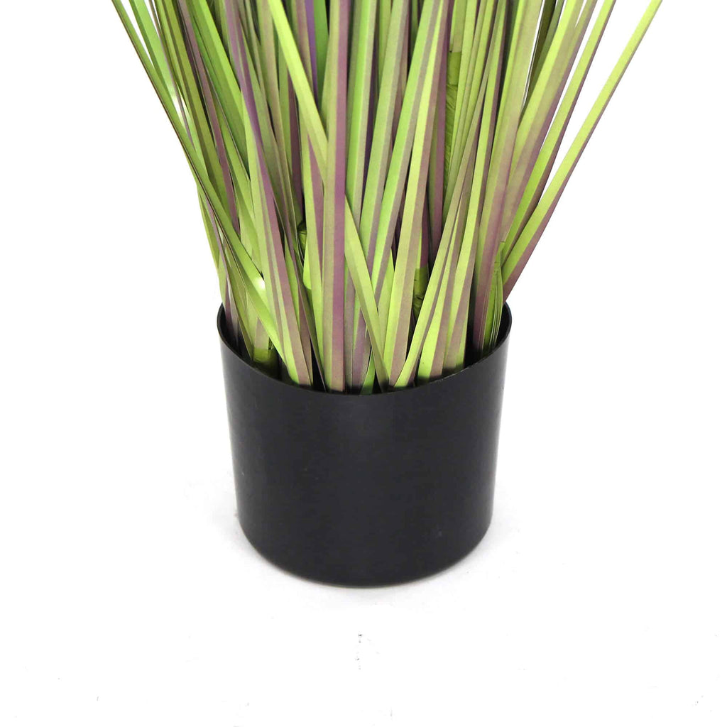 Flowering Potted Foxtail Grass Plant 110cm