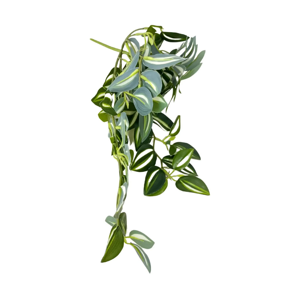 Hanging Zebrina Vine 42cm