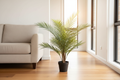 Areca Palm 80cm in Modern Australian Living Room