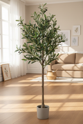 Olive Tree & Tropical Palm Bundle