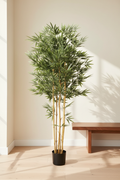 Bamboo – Zen Portrait