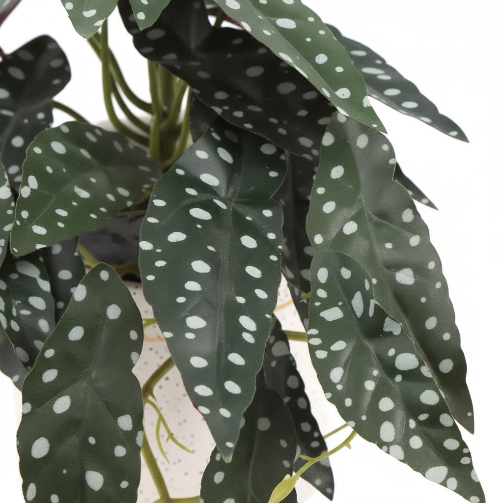 Begonia Close-up Shot