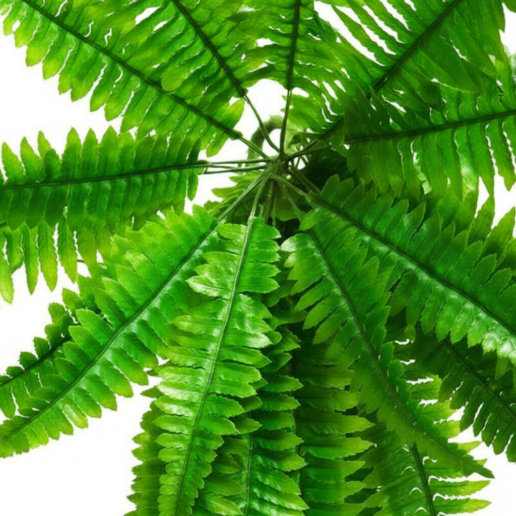 Boston Fern Close-Up