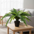 Boston Fern Living Room